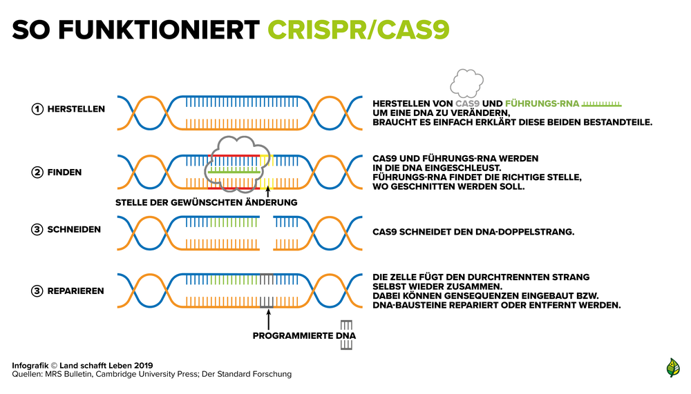 Infografik zur Funktionsweise von CRISPR und CAS9 | © Land schafft Leben