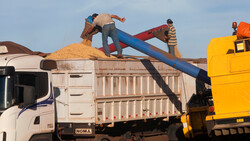 Arbeiter verteilen Saatgut auf Lastwagen | © Greenpeace / Werner Rudhart