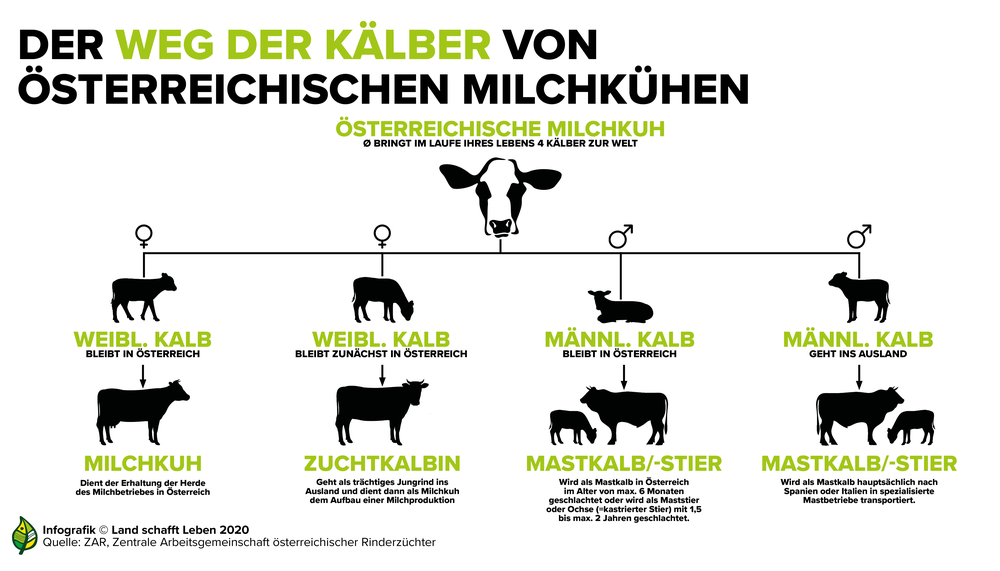 Der Weg der Kälber von österreichischen Milchkühen | © Land schafft Leben, 2020