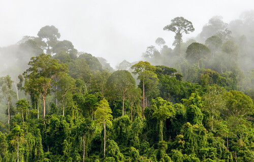 Regenwald | © iStock viele Bäume im Regenwald | © iStock