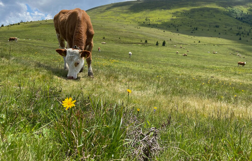Grasende Kuh steht auf Wiese | © Timo Küntzle, Land schafft Leben