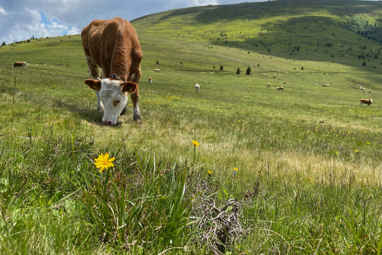 Grasende Kuh steht auf Wiese | © Timo Küntzle, Land schafft Leben
