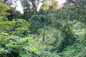 Wald | © Timo Küntzle, Land schafft Leben