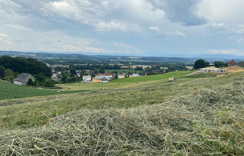 Frisch gemähtes Gras auf Almwiese | © Timo Küntzle, Land schafft Leben