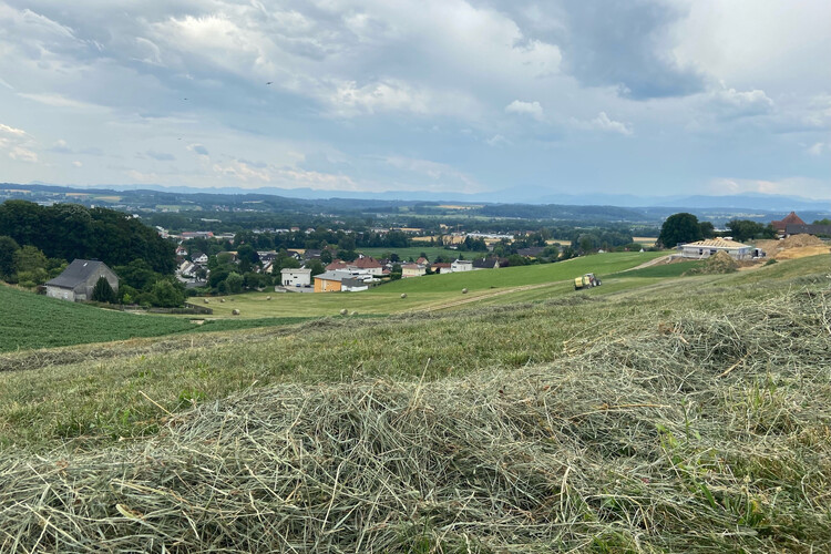 Frisch gemähtes Gras auf Almwiese | © Timo Küntzle, Land schafft Leben