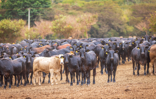 Eine Herde schwarzer und brauner Angusrinder | © iStock