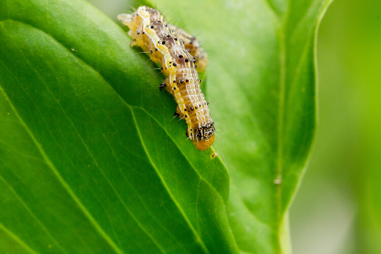 Baumwollkapselwurm auf Blatt | © iStock