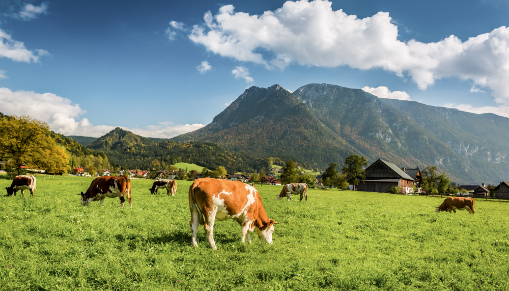 Grasende Kuh | © Shutterstock