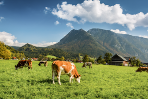 Grasende Kuh | © Shutterstock