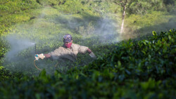 Mann spritzt Pestizide auf Feld | © Greenpeace / Vivek M.