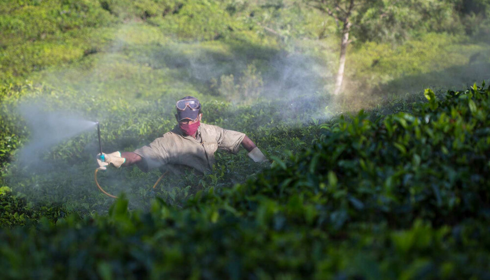 Mann spritzt Pestizide auf Feld | © Greenpeace / Vivek M.