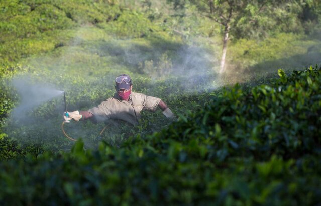 Mann spritzt Pestizide auf Feld | © Greenpeace / Vivek M.