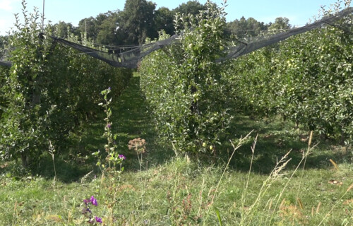 Apfel Blühstreifen | © Land schafft Leben Reihen Apfelbäume mit Schutznetz darüber | © Land schafft Leben