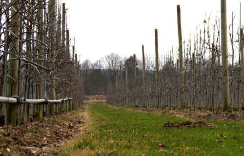 Planung und Perfektion | © Land schafft Leben Apfelfeld | © Land schafft Leben
