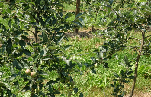 Bio-Äpfel | © Land schafft Leben Apfelbäume | © Land schafft Leben