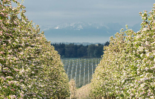 Apfel Anbauregion | © Land schafft Leben Apfelbäume | © Land schafft Leben