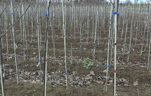 Apfel Baumschule | © Land schafft Leben Apfelbäume in einer Baumschule | © Land schafft Leben