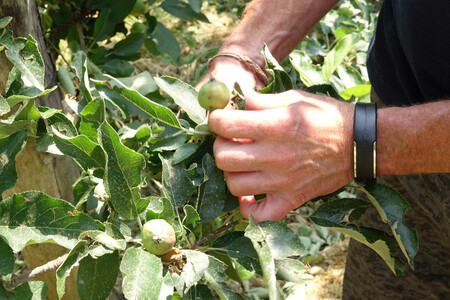 Person schneidet Apfelbaum zu | © Land schafft Leben