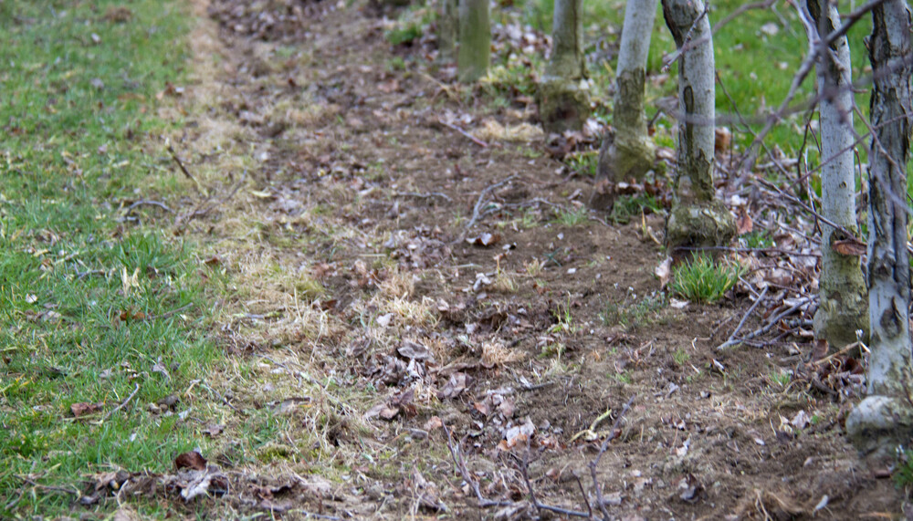 Boden vor Apfelbäumen | © Land schafft Leben