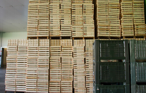Apfel Erzeugerorganisation | © Land schafft Leben Viele Holzkisten gestapelt | © Land schafft Leben