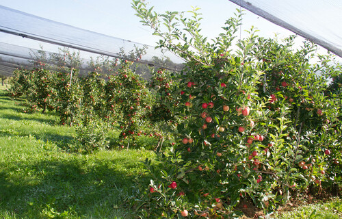 apfel ökobilanz | © Land schafft Leben, 2016