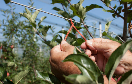 Person bindet Schnur auf Draht | © Land schafft Leben