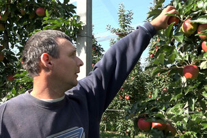 Mann pflückt Apfel | © Land schafft Leben