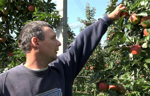 Mann pflückt Apfel | © Land schafft Leben