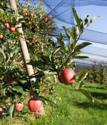 Apfelbaum unter Netz | © Land schafft Leben