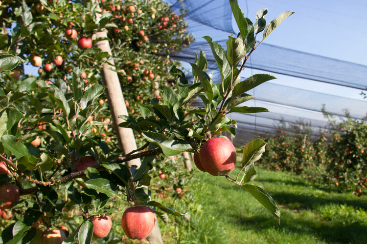 Apfelbaum unter Netz | © Land schafft Leben