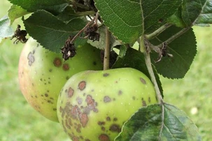 Boden pflegen, Pflanzen schtzen | Land schafft Leben