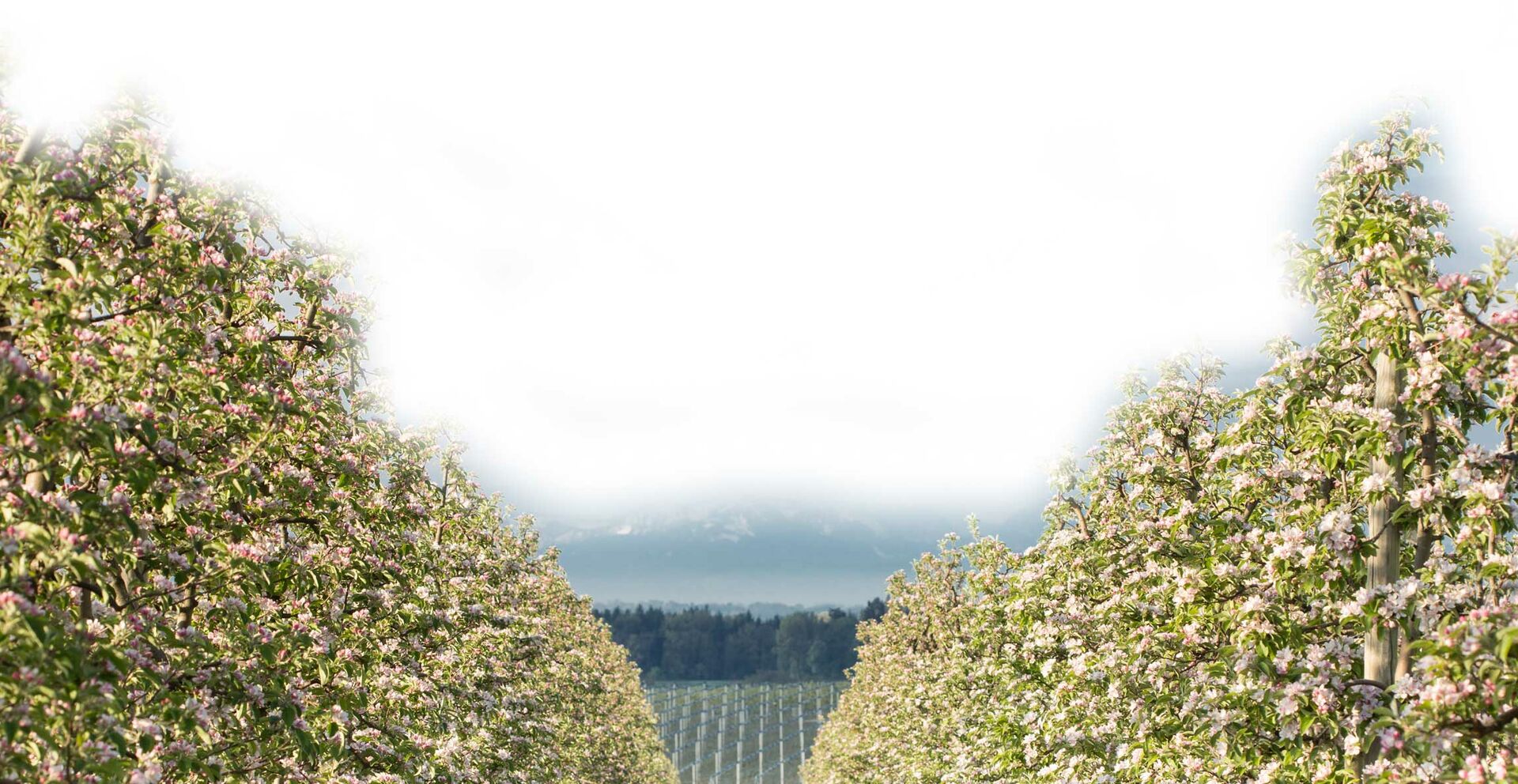 Apfel Herkunft | © Land schafft Leben Apfelbäume | © Land schafft Leben