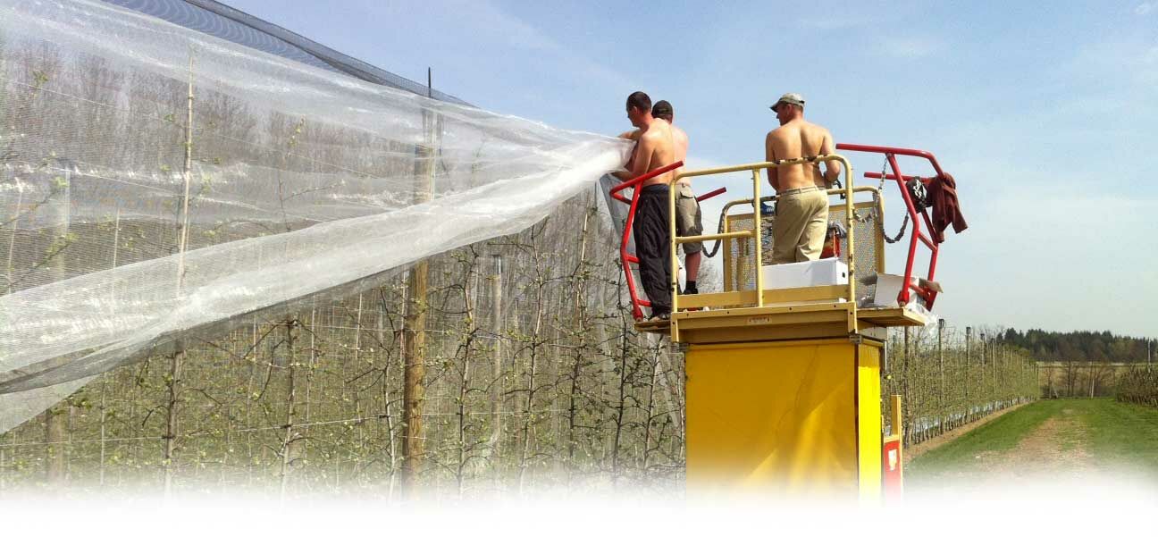 Apfelschutz | © Land schafft Leben Männer hängen Netz über Apfelbäume | © Land schafft Leben