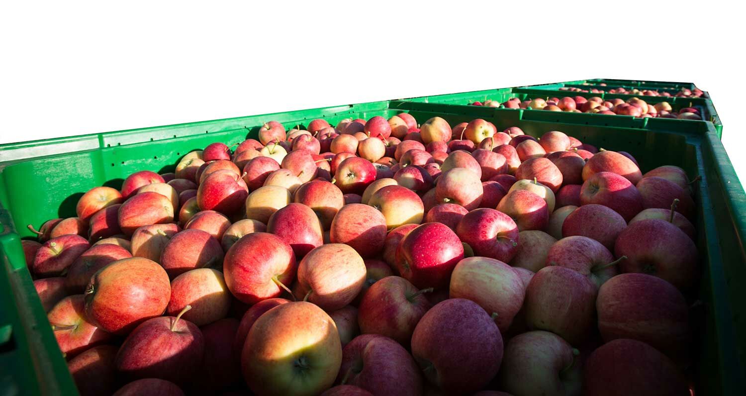 Äpfel | © Land schafft Leben Mehrere Kisten voller Äpfel | © Land schafft Leben