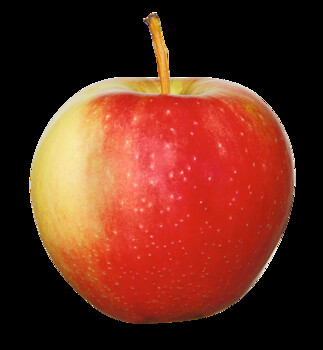 Wissenswertes Apfel Land schafft Leben