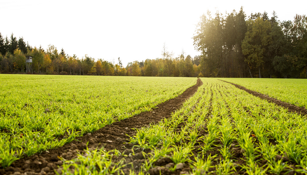 Getreidefeld bei tiefstehender Sonne | © Land schafft Leben