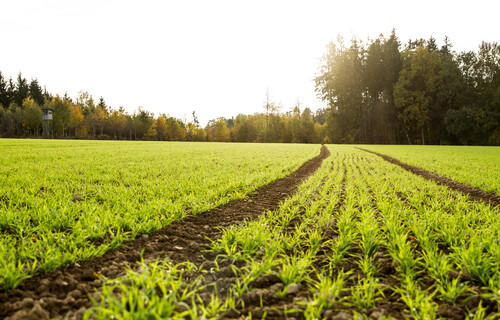 Getreidefeld bei tiefstehender Sonne | © Land schafft Leben