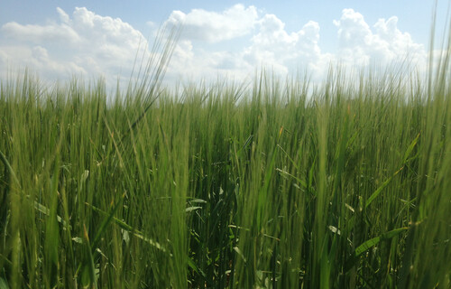 Gerste auf Feld unter blauem Himmel | © Land schafft Leben