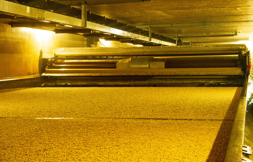 Gerste | © Land schafft Leben Gerste ausagebreitet auf Verarbeitsungsmaschine | © Land schafft Leben