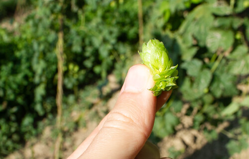 Hand hält kleine Hopfenpflanze | © Land schafft Leben