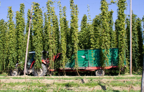 Traktor mit grünem Anhänger in Hopfenfeld | © Land schafft Leben