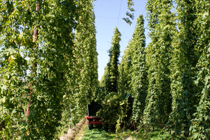 Erntefahrzeug in Hopfenfeld | © Land schafft Leben