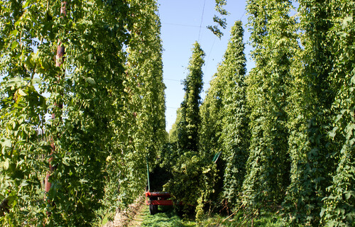 Erntefahrzeug in Hopfenfeld | © Land schafft Leben