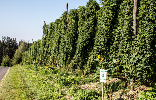 Angebauter Hopfen | © Land schafft Leben