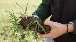 Hände halten grüme Pflanze in Erdkugeln | © Land schafft Leben