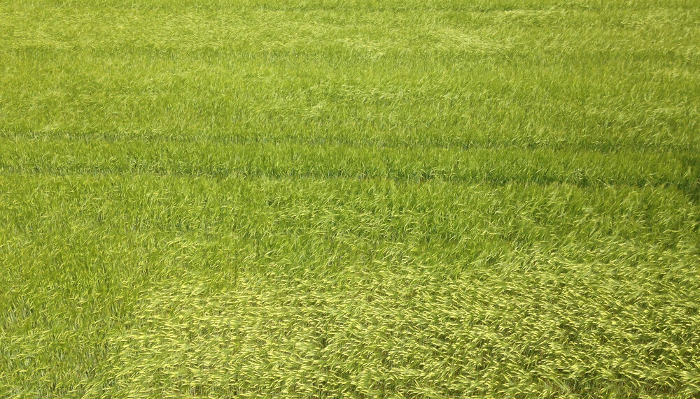 Grünes Getreidefeld | © Land schafft Leben