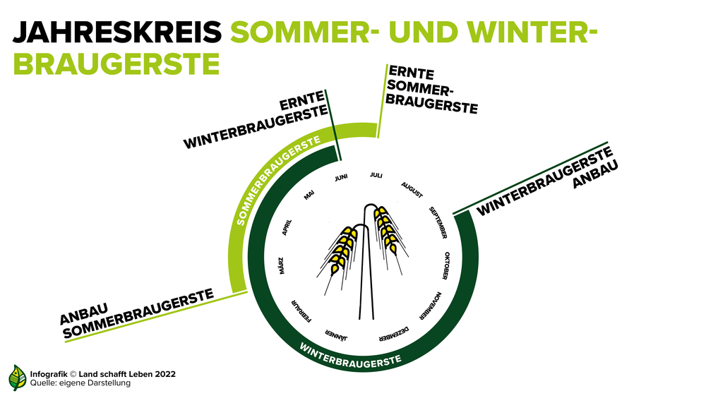 Infografik zum Jahreskreis der Sommer- und Winterbraugerste | © Land schafft Leben
