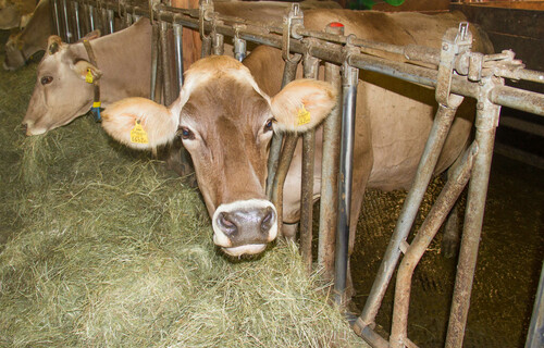 Kühe fressen Heu im Stall | © Land schafft Leben