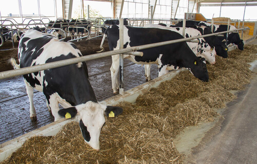 Kühe fressen Heu in Stall | © Land schafft Leben