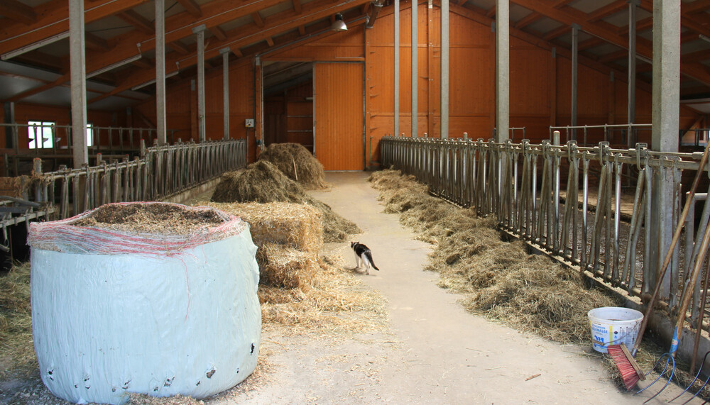 Katze steht in Stall | © Land schafft Leben